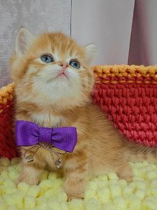 Новый проект (2)