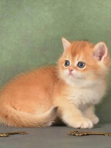 Новый проект (3)