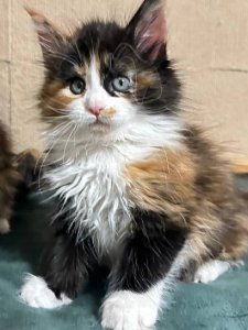 Новый проект (3)