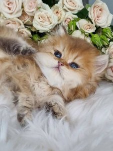 Новый проект (3)