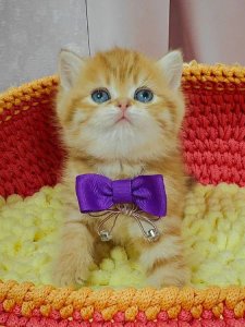 Новый проект (3)