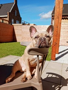 Cutest Small Dog Breeds French Bulldog Fun Personality Cutest Small Dog Breeds French Bulldog Fun Personality