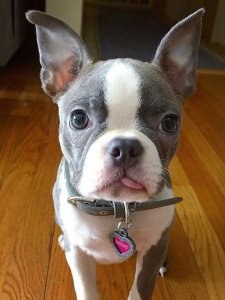 Cutest small dog breeds Boston Terrier puppy Cutest small dog breeds Boston Terrier puppy