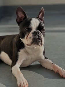 Cutest small dog breeds Boston Terrier happy pup Cutest small dog breeds Boston Terrier happy pup