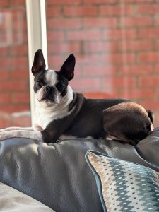 Cutest small dog breeds Boston Terrier sweet dog Cutest small dog breeds Boston Terrier sweet dog