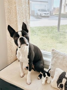 Cutest small dog breeds Boston Terrier energetic dog Cutest small dog breeds Boston Terrier energetic dog