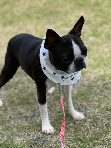 Cutest small dog breeds Boston Terrier  Cutest small dog breeds Boston Terrier