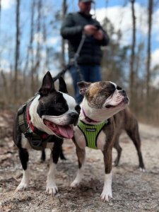 Cutest small dog breeds Boston Terrier playful dogs Cutest small dog breeds Boston Terrier playful dogs