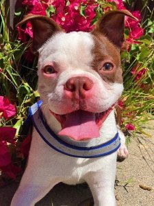 Cutest small dog breeds Boston Terrier loyal pup Cutest small dog breeds Boston Terrier loyal pup