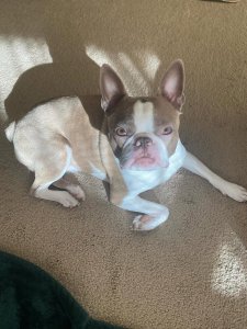 Cutest small dog breeds Boston Terrier tiny pup Cutest small dog breeds Boston Terrier tiny pup