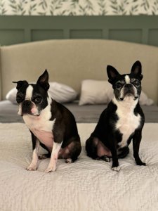 Cutest small dog breeds Boston Terrier adorable pets Cutest small dog breeds Boston Terrier adorable pets