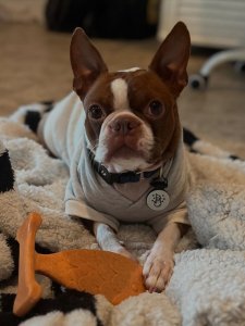Cutest small dog breeds Boston Terrier cute pet Cutest small dog breeds Boston Terrier cute pet