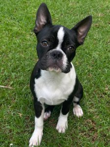 Cutest small dog breeds Boston Terrier fluffy pup Cutest small dog breeds Boston Terrier fluffy pup