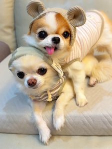 Cutest small dog breeds Chihuahua tiny pup Cutest small dog breeds Chihuahua tiny pup