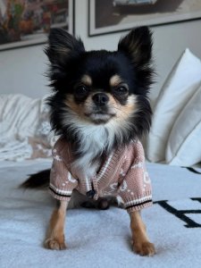 Cutest small dog breeds Chihuahua toy breed Cutest small dog breeds Chihuahua toy breed