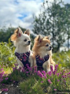 Cutest small dog breeds Chihuahua energetic dogs Cutest small dog breeds Chihuahua energetic dogs