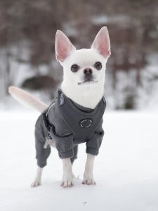 Cutest small dog breeds Chihuahua charming pup Cutest small dog breeds Chihuahua charming pup