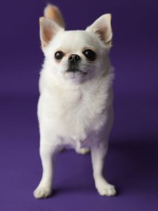 Cutest small dog breeds Chihuahua loving pet Cutest small dog breeds Chihuahua loving pet