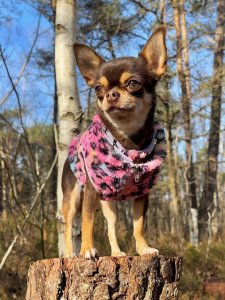 Cutest small dog breeds Chihuahua Cutest small dog breeds Chihuahua