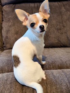 Cutest small dog breeds Chihuahua adorable dog Cutest small dog breeds Chihuahua adorable dog