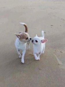 Cutest small dog breeds Chihuahua cute pets Cutest small dog breeds Chihuahua cute pets