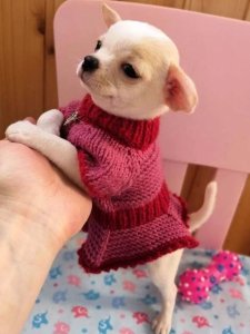 Cutest small dog breeds Chihuahua cute puppy Cutest small dog breeds Chihuahua cute puppy