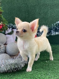 Cutest small dog breeds Chihuahua loyal companion Cutest small dog breeds Chihuahua loyal companion