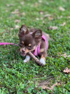 Cutest small dog breeds Chihuahua happy dog Cutest small dog breeds Chihuahua happy dog