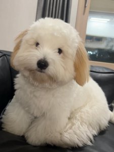 Cutest small dog breeds Coton de Tulear fluffy pup Cutest small dog breeds Coton de Tulear fluffy pup