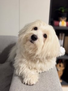 Cutest small dog breeds Coton de Tulear energetic fluffball Cutest small dog breeds Coton de Tulear energetic fluffball