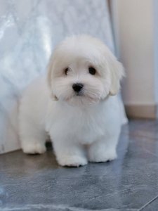 Cutest small dog breeds Coton de Tulear charming pup Cutest small dog breeds Coton de Tulear charming pup