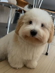 Cutest small dog breeds Coton de Tulear playful pet Cutest small dog breeds Coton de Tulear playful pet