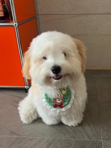 Cutest small dog breeds Coton de Tulear Cutest small dog breeds Coton de Tulear