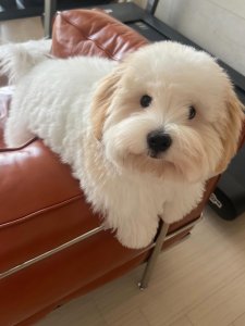 Cutest small dog breeds Coton de Tulear tiny companion Cutest small dog breeds Coton de Tulear tiny companion