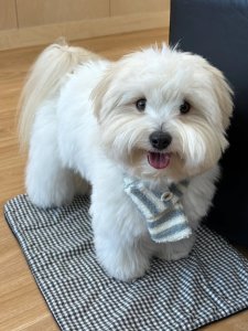 Cutest small dog breeds Coton de Tulear soft-coated cutie Cutest small dog breeds Coton de Tulear soft-coated cutie