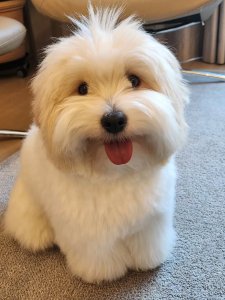Cutest small dog breeds Coton de Tulear loyal friend Cutest small dog breeds Coton de Tulear loyal friend