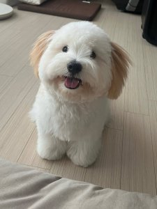 Cutest small dog breeds Coton de Tulear cheerful puppy Cutest small dog breeds Coton de Tulear cheerful puppy