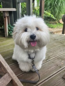 Cutest small dog breeds Coton de Tulear happy little fluff Cutest small dog breeds Coton de Tulear happy little fluff