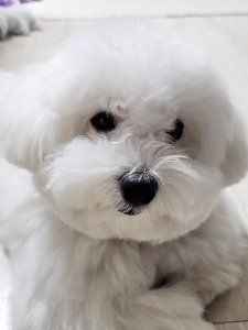 Cutest small dog breeds Coton de Tulear affectionate buddy Cutest small dog breeds Coton de Tulear affectionate buddy