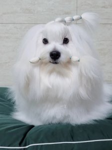 Cutest small dog breeds Coton de Tulear gentle companion Cutest small dog breeds Coton de Tulear gentle companion