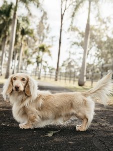 Cutest small dog breeds Dachshund adorable pup Cutest small dog breeds Dachshund adorable pup