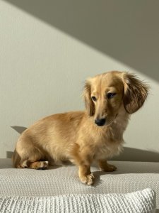 Cutest small dog breeds Dachshund short legs pup Cutest small dog breeds Dachshund short legs pup