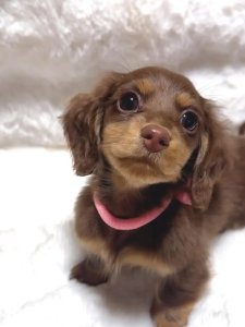 Cutest small dog breeds Dachshund small but brave Cutest small dog breeds Dachshund small but brave