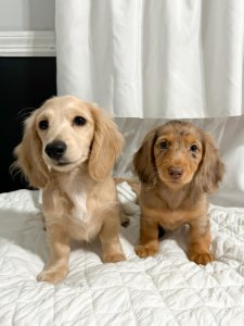 Cutest small dog breeds Dachshund friendly and sweet Cutest small dog breeds Dachshund friendly and sweet