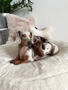 Cutest small dog breeds Dachshund playful dogs Cutest small dog breeds Dachshund playful dogs