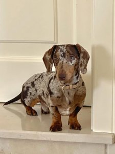 Cutest small dog breeds Dachshund happy dog Cutest small dog breeds Dachshund happy dog