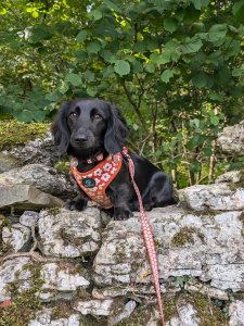 Cutest small dog breeds Dachshund cute and tiny Cutest small dog breeds Dachshund cute and tiny