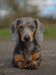 Cutest small dog breeds Dachshund long body pup Cutest small dog breeds Dachshund long body pup