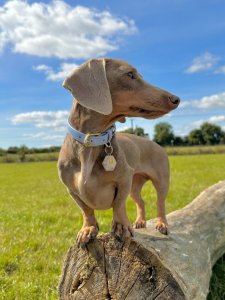 Cutest small dog breeds Dachshund happy little dog Cutest small dog breeds Dachshund happy little dog