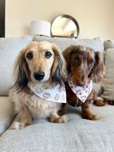 Cutest small dog breeds Dachshund teddy dogs Cutest small dog breeds Dachshund teddy dogs